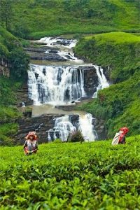 Gallery 14 Tea Pickers at Tea Plantation Nuwara Eliya District Sri Lanka