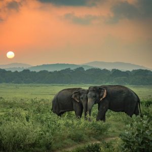 Gallery 4 This Sri Lanka holiday takes in elephants tea plantations and cave temples
