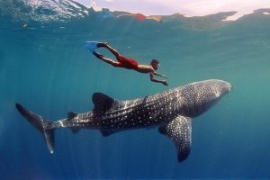 Gallery 13 Swimming with Whale Sharks in Maldives