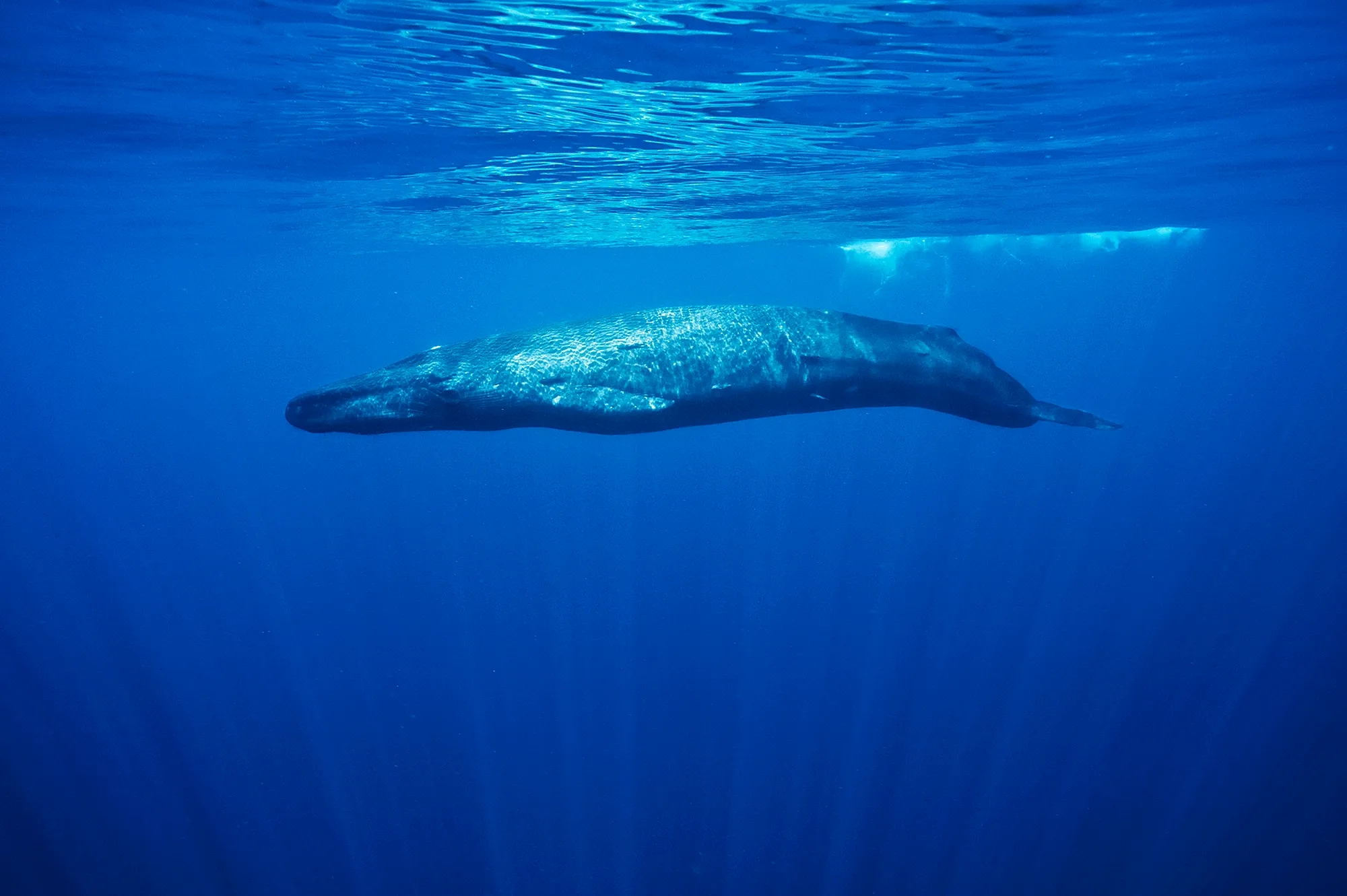 Whale Watching & Galle City Tour. 1 blue whale below water 1 small